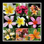 Frangipani Collage.