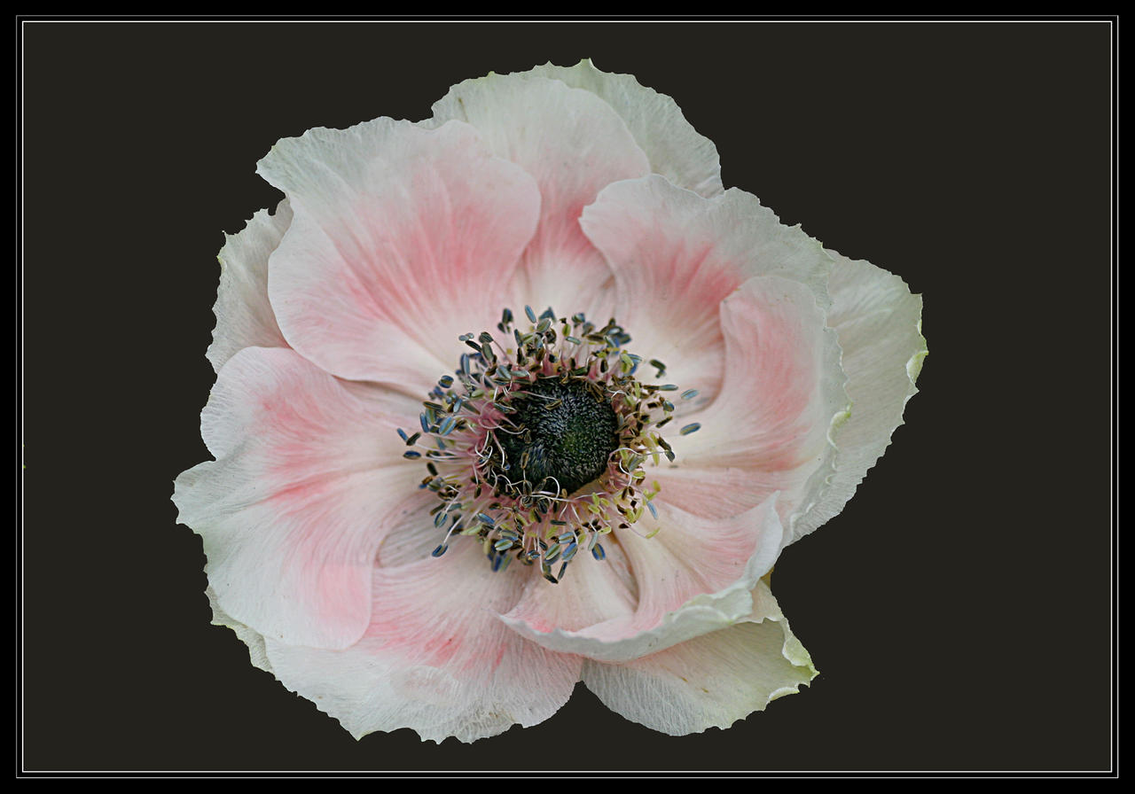 Pale Pink Anemone..