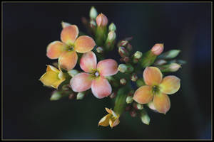 Kalanchoe Yellow.