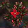 Red Kalanchoe.