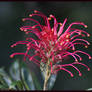 Grevillea banksii So Sweet.