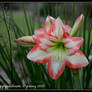 First Hippeastrum This Spring.