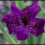 Louisiana Iris