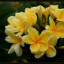 Frangipani Darwin Yellow. 2