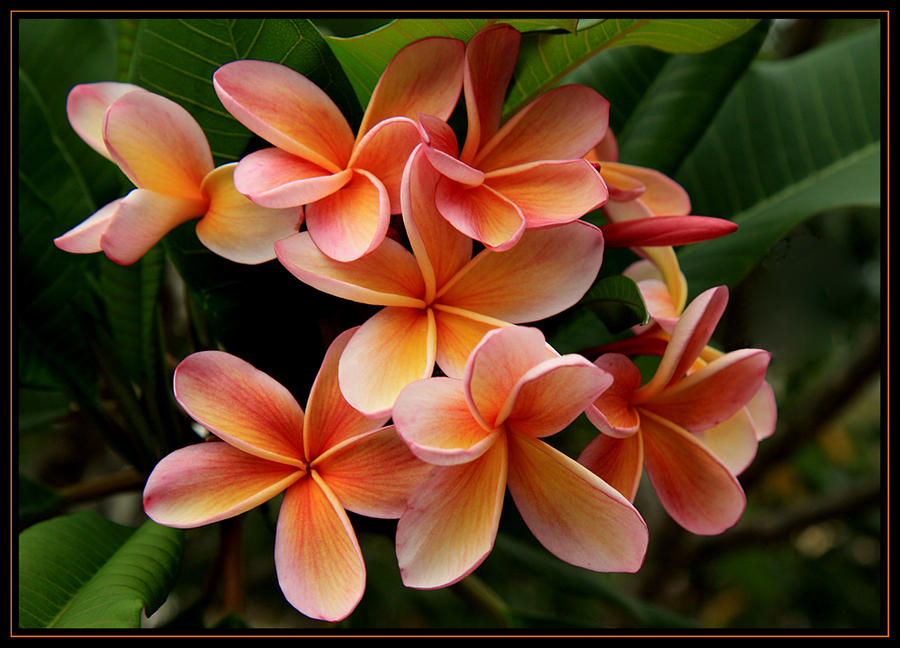 Frangipani Fruit Salad 2 By Firey Sunset On Deviantart
