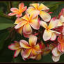 Fading Frangipani..