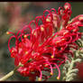 Grevillea banksii and Buds