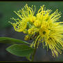 Xanthostemon chrysanthus.