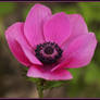 Pink Anemone