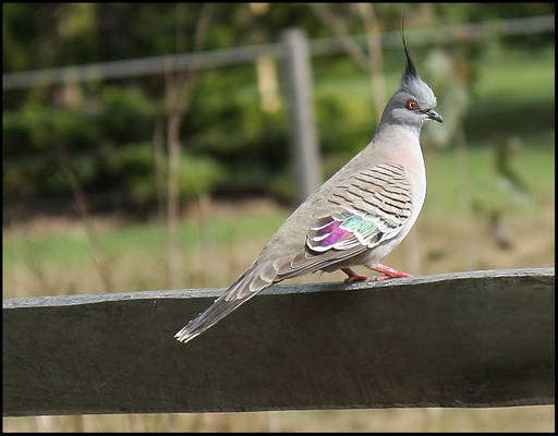 Crested Pigeon