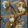 Cymbidium Orchids.