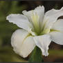 White Louisiana Iris.