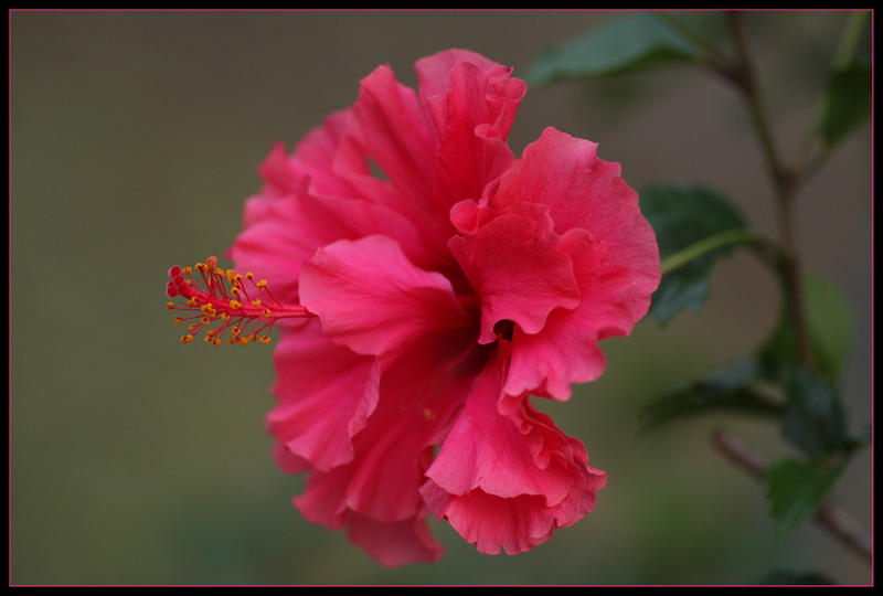 Hibiscus Time Again