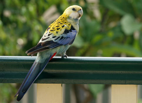 Pale Headed Rosella..