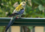 Pale Headed Rosella.. by Firey-Sunset