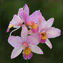 Cattleya Orchid Again.