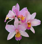 Cattleya Orchid Again. by Firey-Sunset