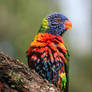 Wet Lorikeet