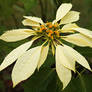 Poinsettia White.