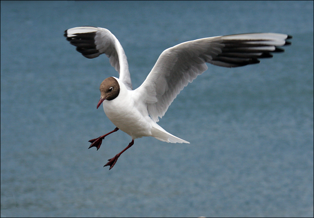 Black Headed Gull