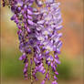 Wisteria sinensis