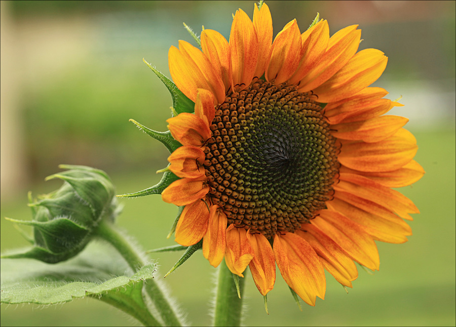 My First Sunflower This Spring