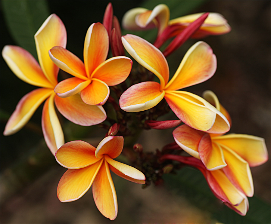 Plumeria Fruit Salad