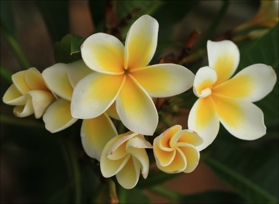 Beautiful White Plumeria