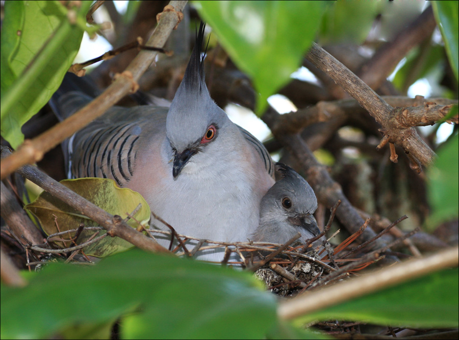 Crested Pigeon and Chick