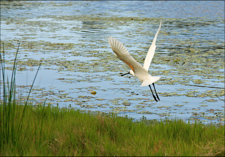 Royal Spoonbill