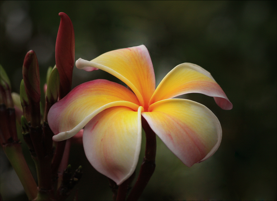 Tri Colour Frangipani