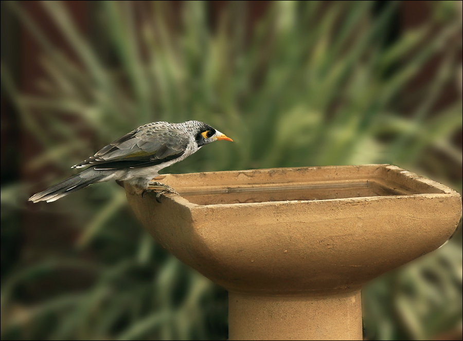 Noisy Miner