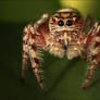 Jumping Spider Again..