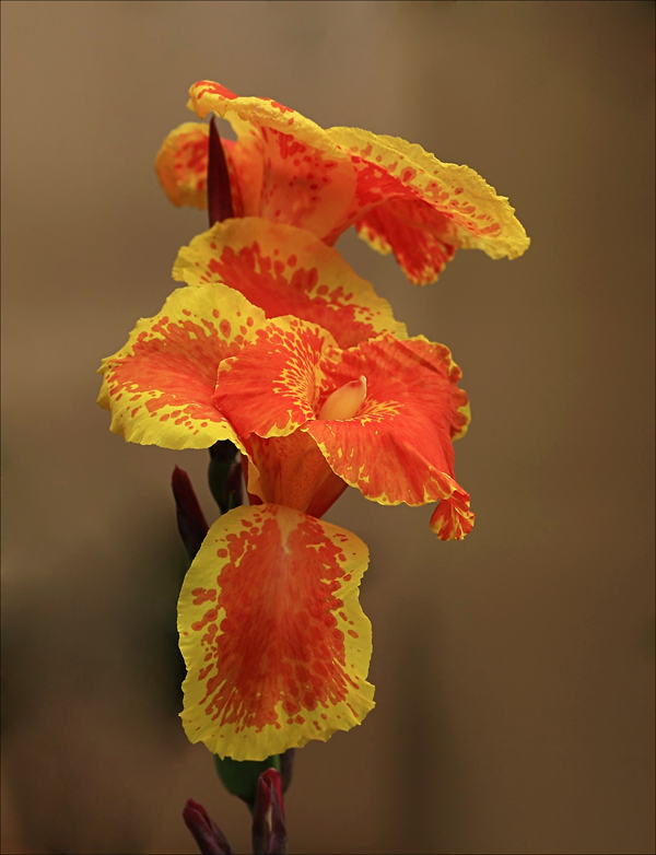 Orange and Yellow Canna Lily