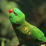 Scaly Breasted Lorikeet