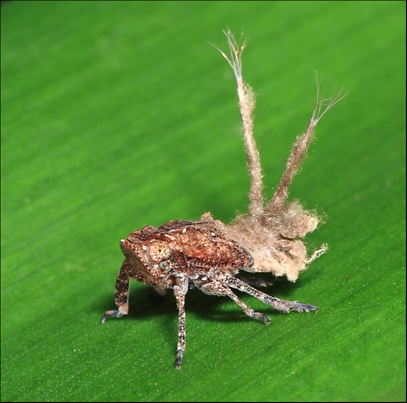 Planthopper Nymph.