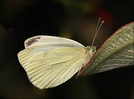 Male White Cabbage  Butterfly..