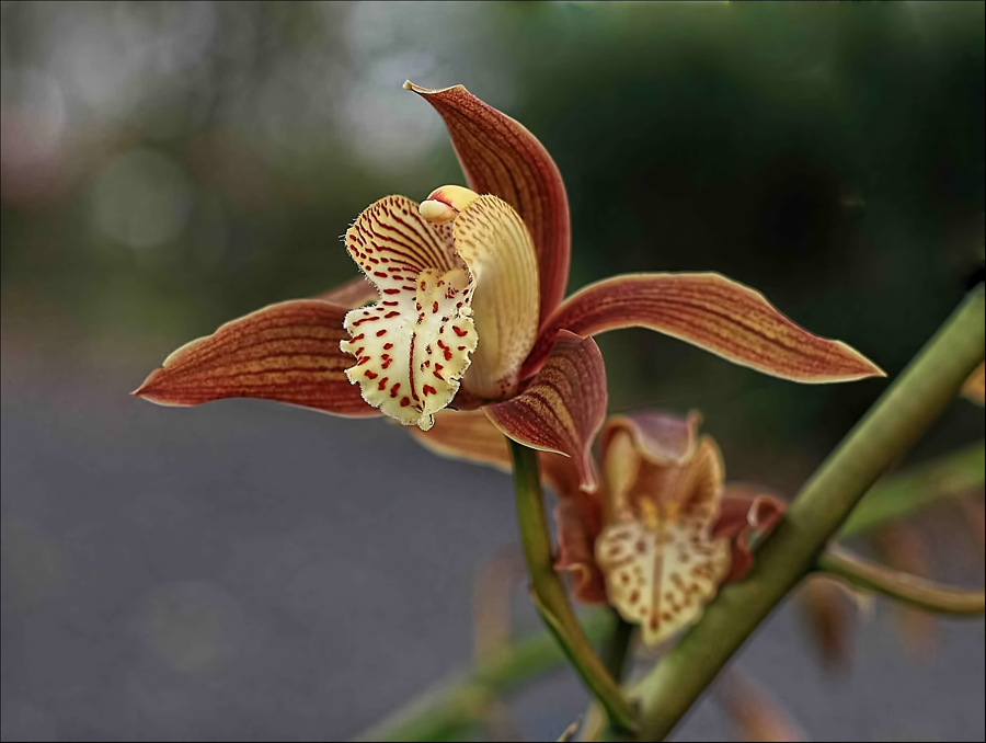 Cymbidium iridioide Orchid