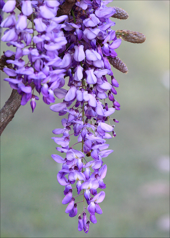 Beautiful Wisteria