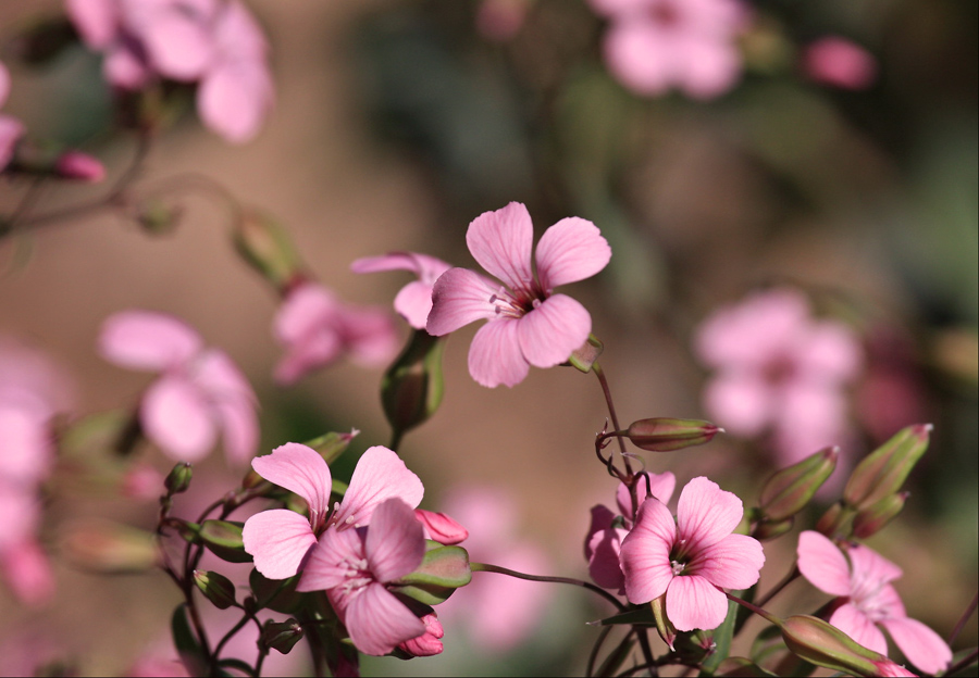 Pink Flowers.