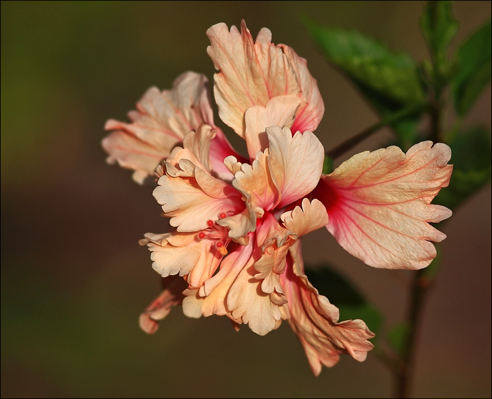 Hibiscus El Capitolio Sport