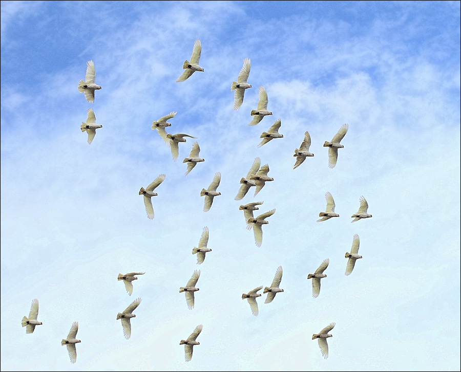 A flock of Corella