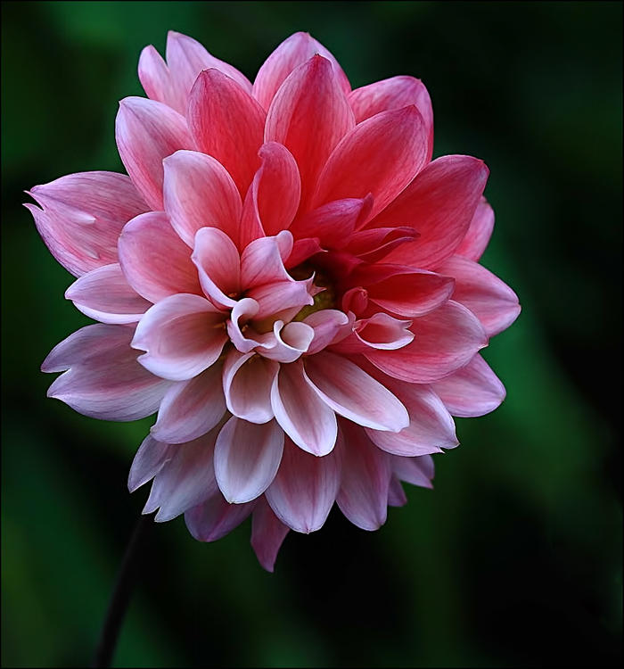 The Last Dahlia