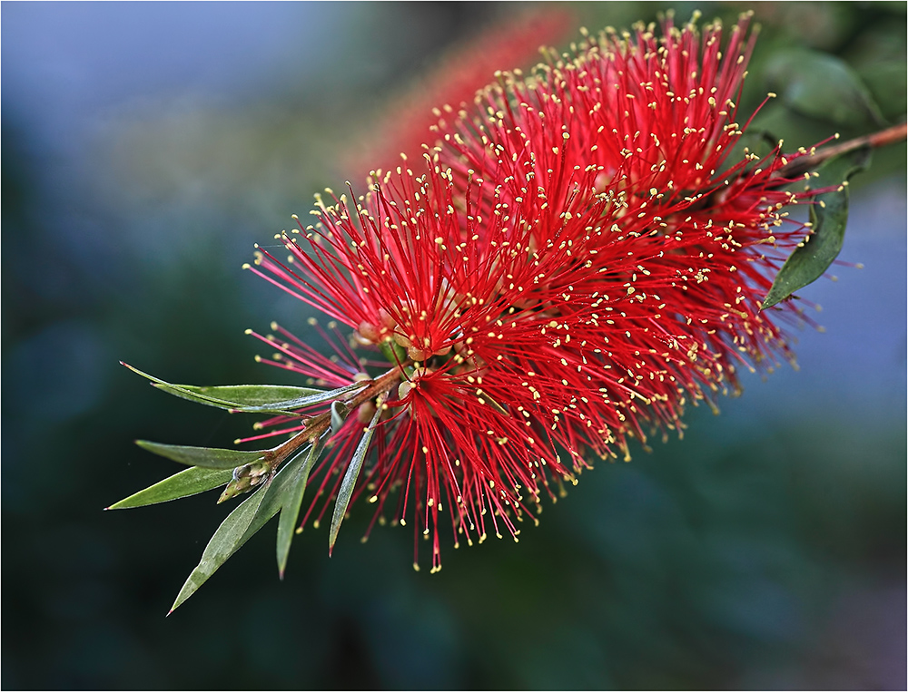 Callistemon tinaroo