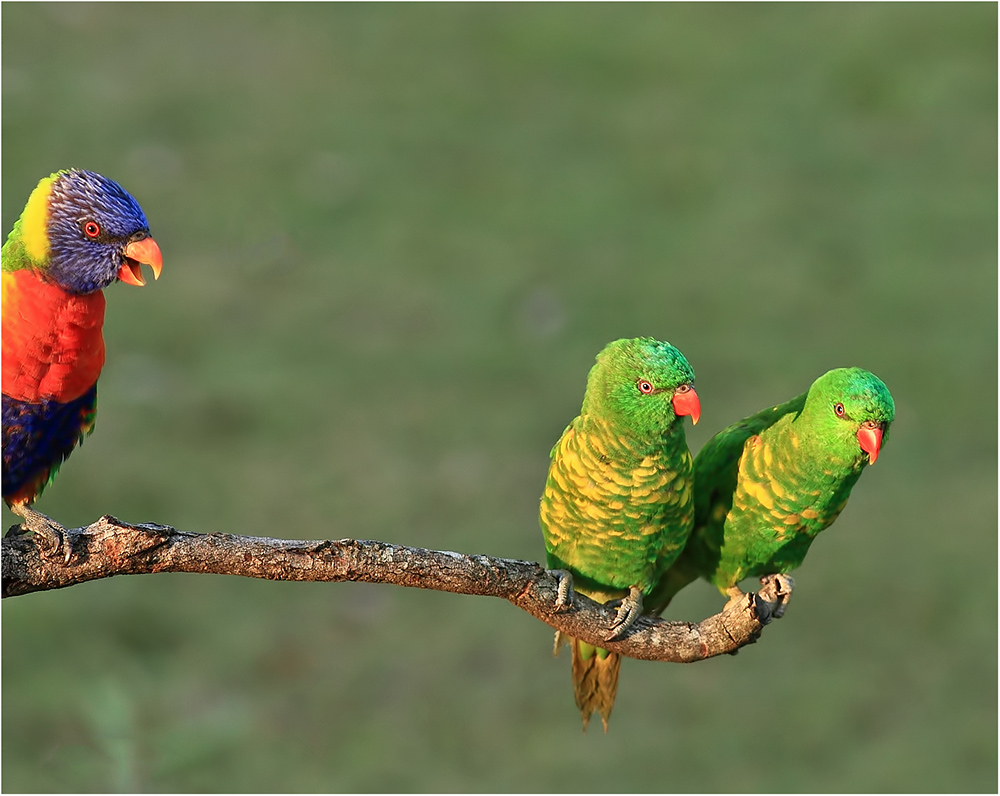 Twins: Scaly-breasted Lorikeets.