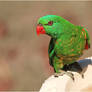 Larry The Baby Scaly-breasted Lorikeet.