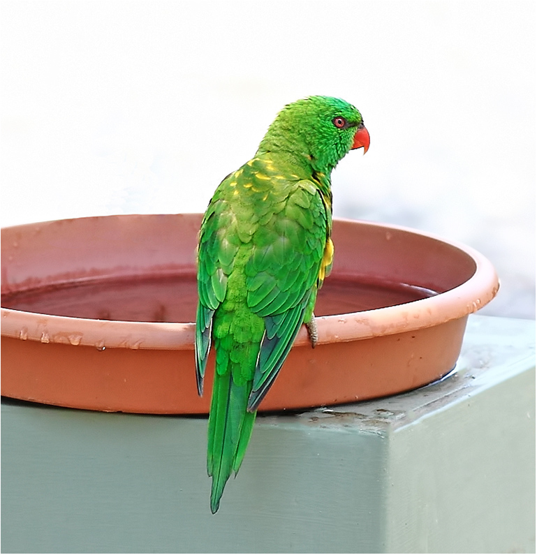 Scaly-breasted  Lorikeet Getting Bigger