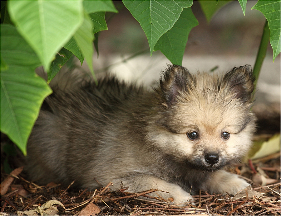 Little Puppy Mikey