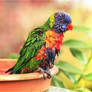 Rainbow Lorikeet