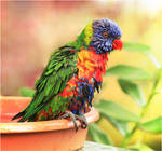 Rainbow Lorikeet by Firey-Sunset